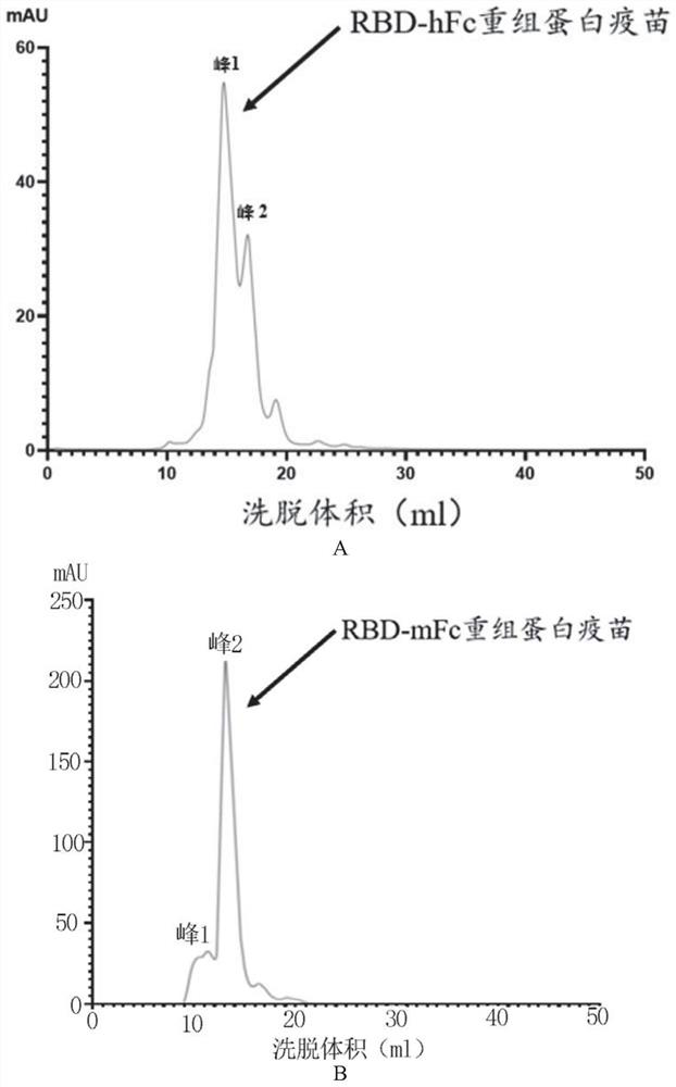 Fusion protein and application thereof in preparation of novel coronavirus subunit vaccine