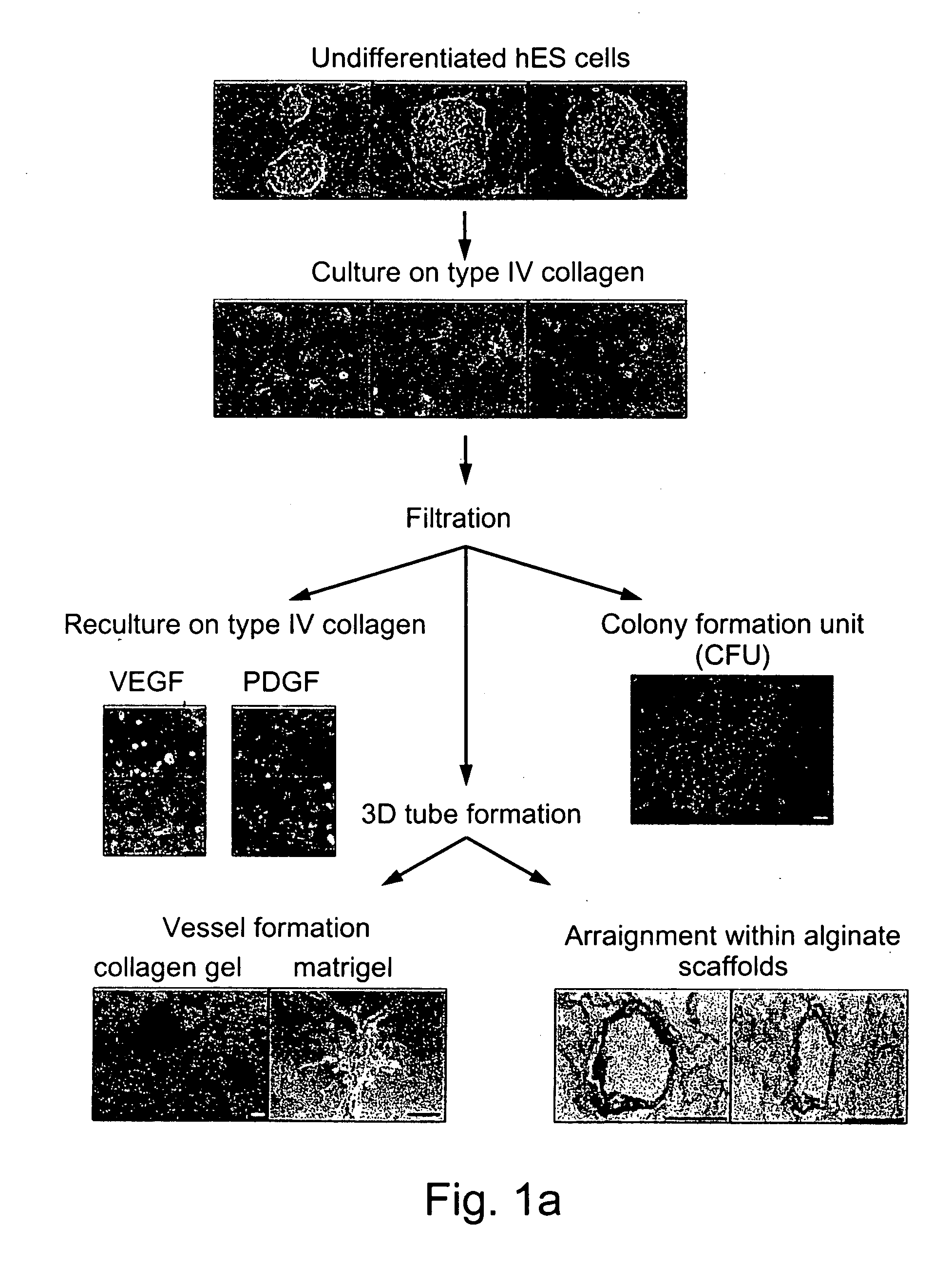 Novel methods for the in-vitro identification, isolation and differentiation of vasculogenic progenitor cells