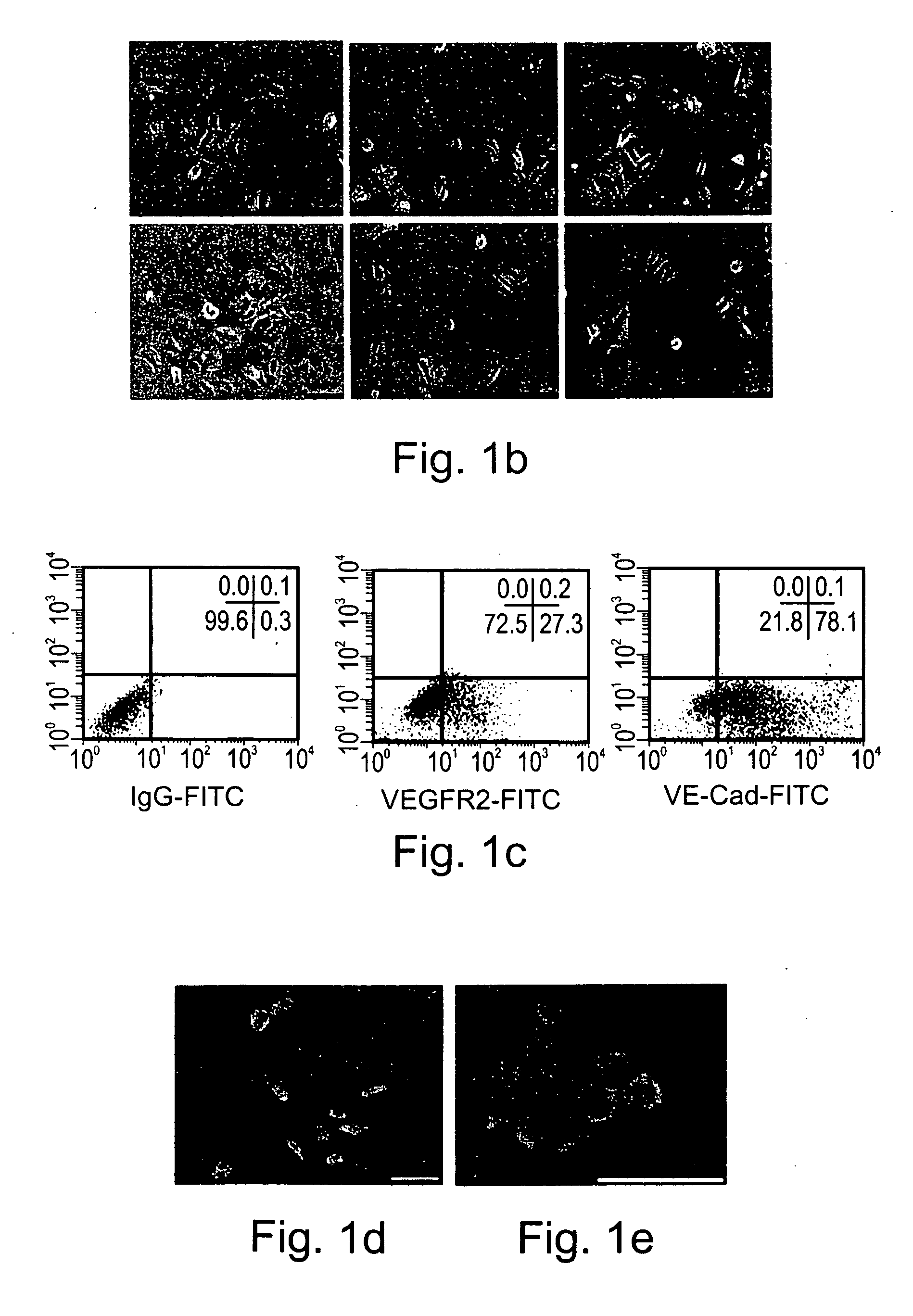 Novel methods for the in-vitro identification, isolation and differentiation of vasculogenic progenitor cells