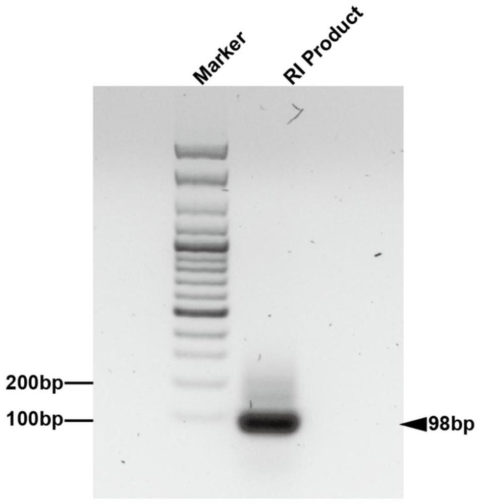 Aptamer screening method