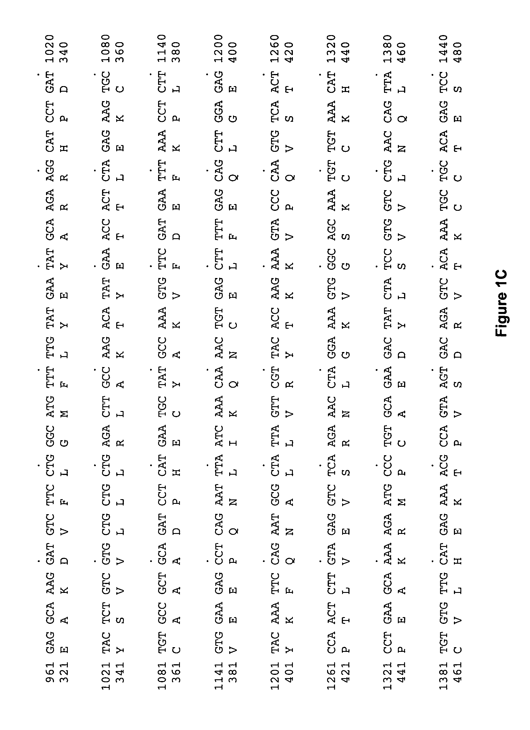 Albumin fusion proteins