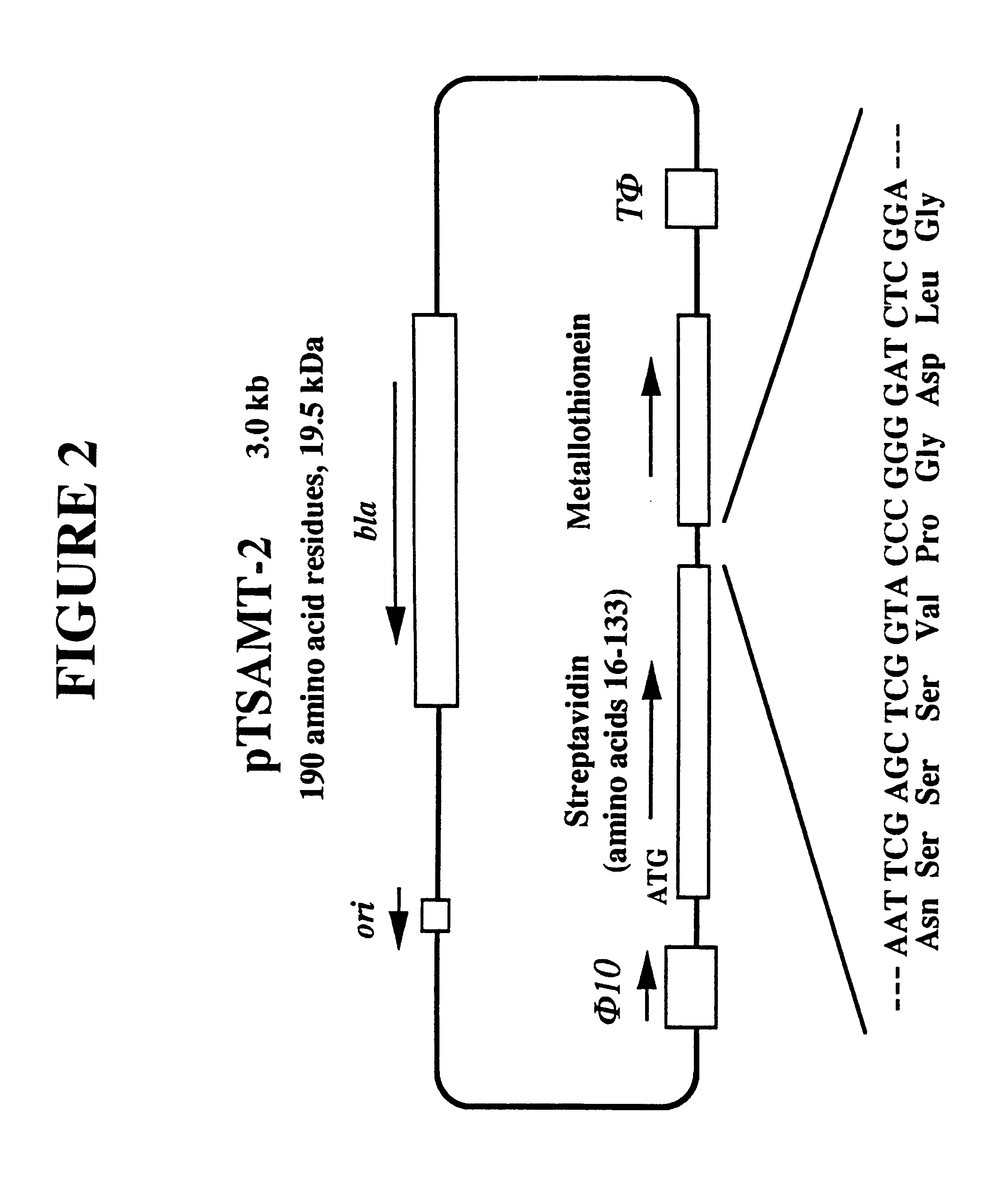 Recombinant streptavidin-metallothionein chimeric protein having biological recognition specificity