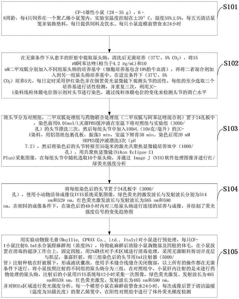 Imaging model in small animal living bodies with echinococcus granulosus and construction method thereof