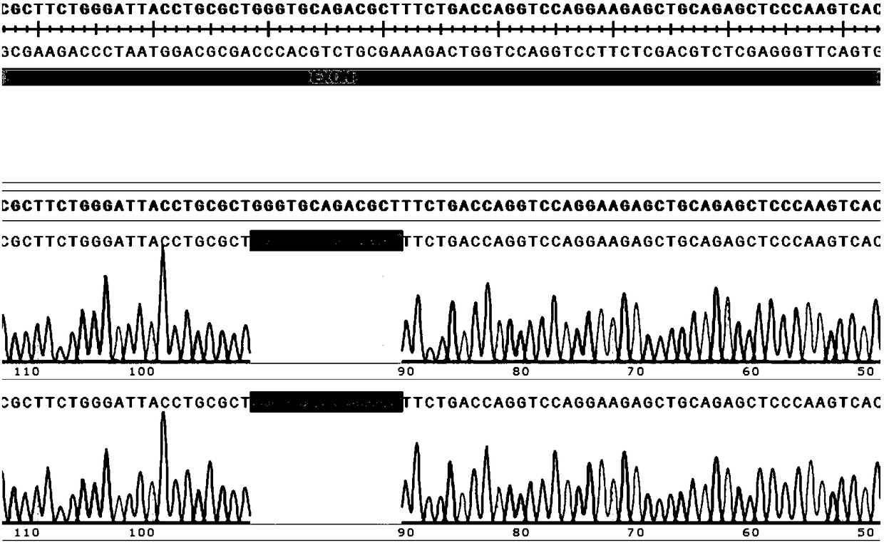 Construction method for Apoe-knockout animal model, and short peptides used therein