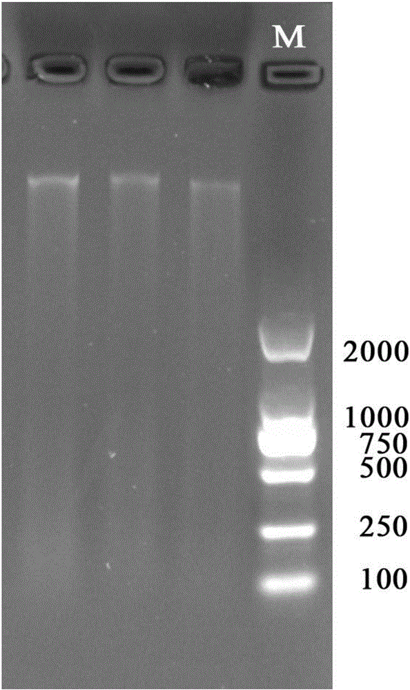 Rapid extraction method of black sea bream genome DNA