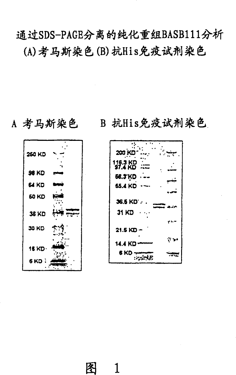 BASB 111 polypeptide and polynucleotide from moraxella cathraahalis