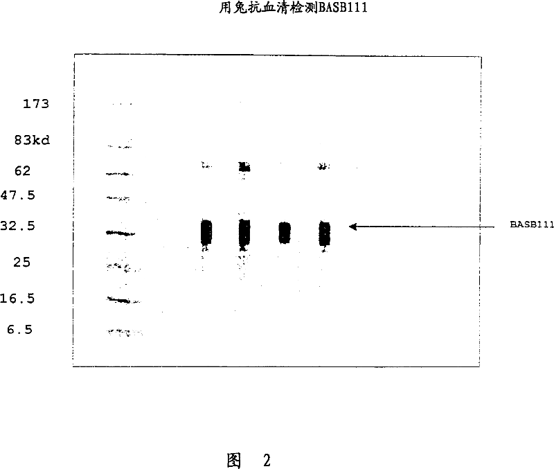 BASB 111 polypeptide and polynucleotide from moraxella cathraahalis