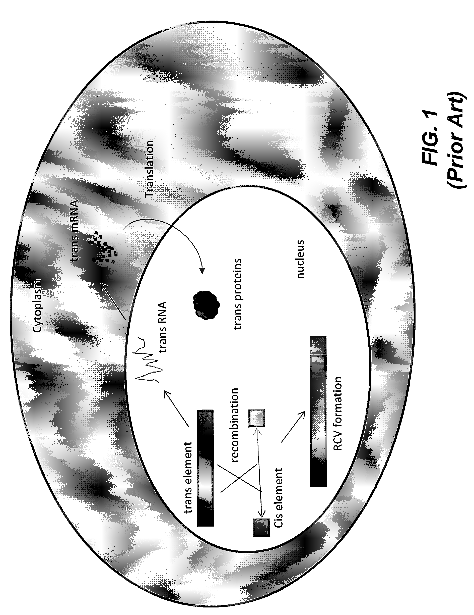 Methods and compositions for the production of recombinant virus vectors