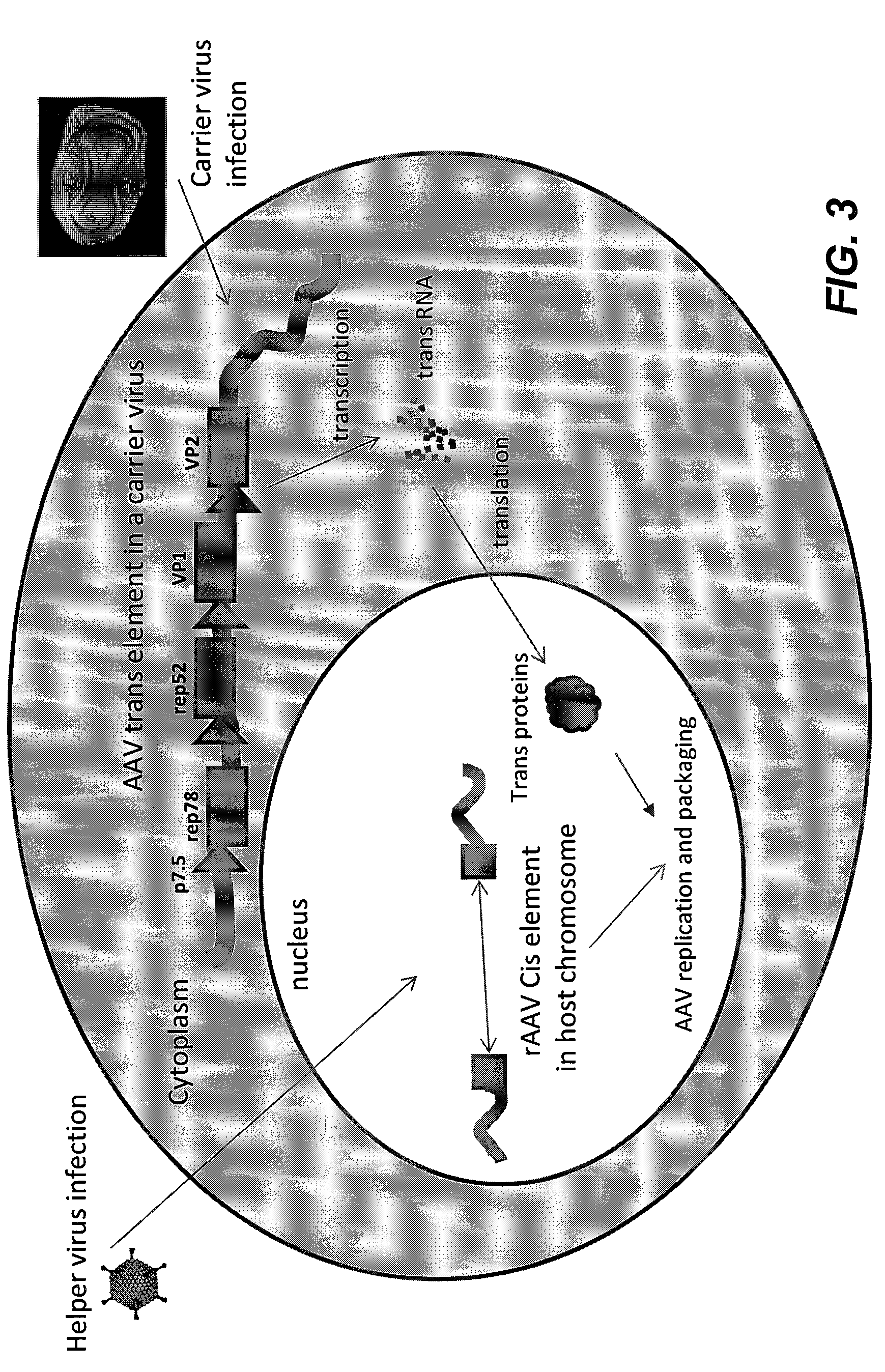 Methods and compositions for the production of recombinant virus vectors