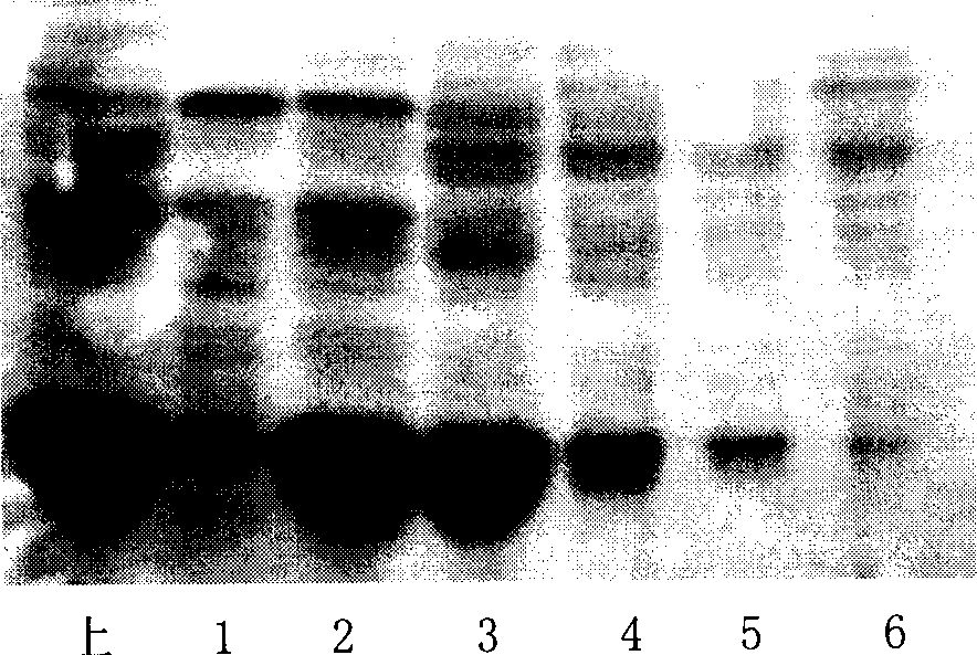 Low pyrogen staphylokinase and its preparation method