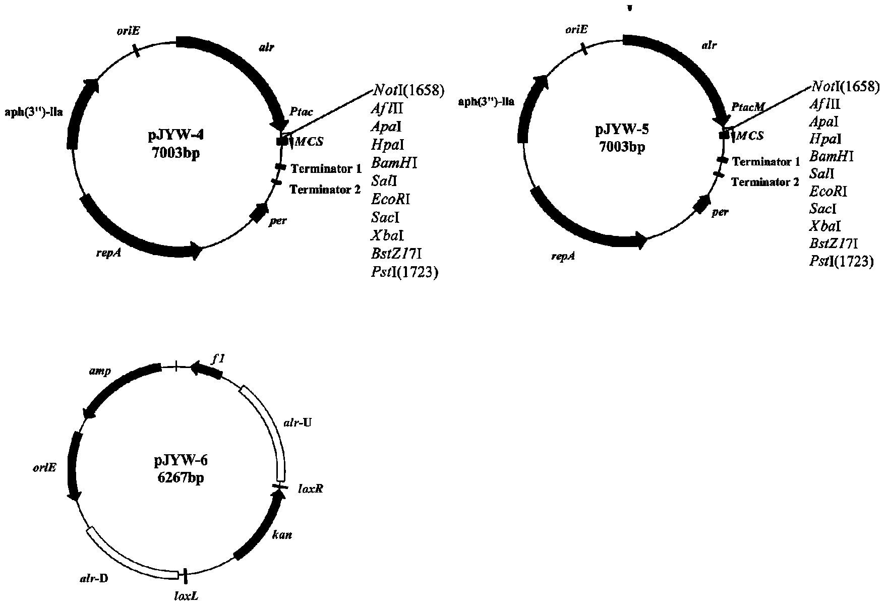 Corynebacteria expression system without depending on antibiotic being selection pressure