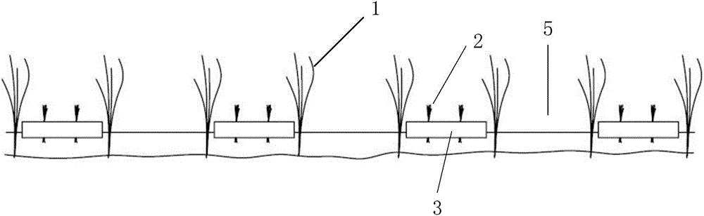 Interplanting method of water bamboo and aquatic vegetables