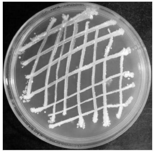 Plant pathogen inhibitor and strain involved therein and application of plant pathogen inhibitor