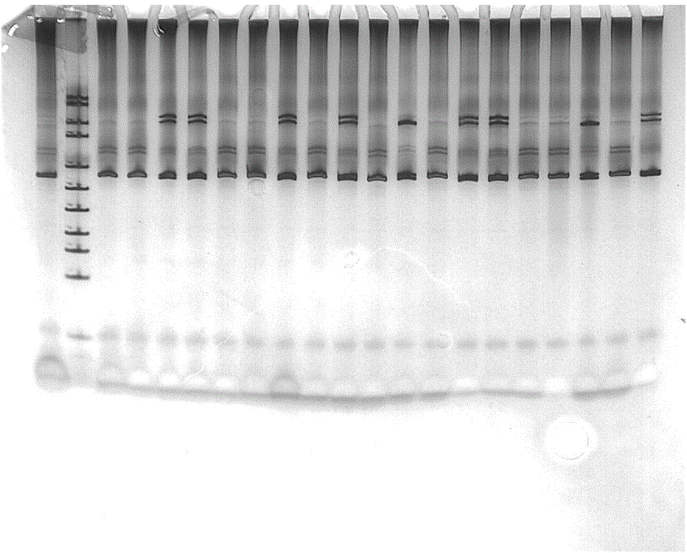 Polyacrylamide gel solution for microsatellite marker polymorphism detection and silver staining method