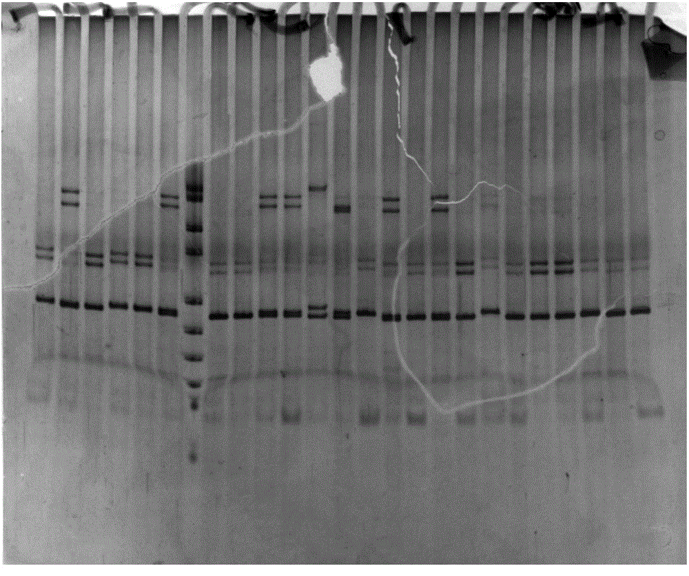 Polyacrylamide gel solution for microsatellite marker polymorphism detection and silver staining method