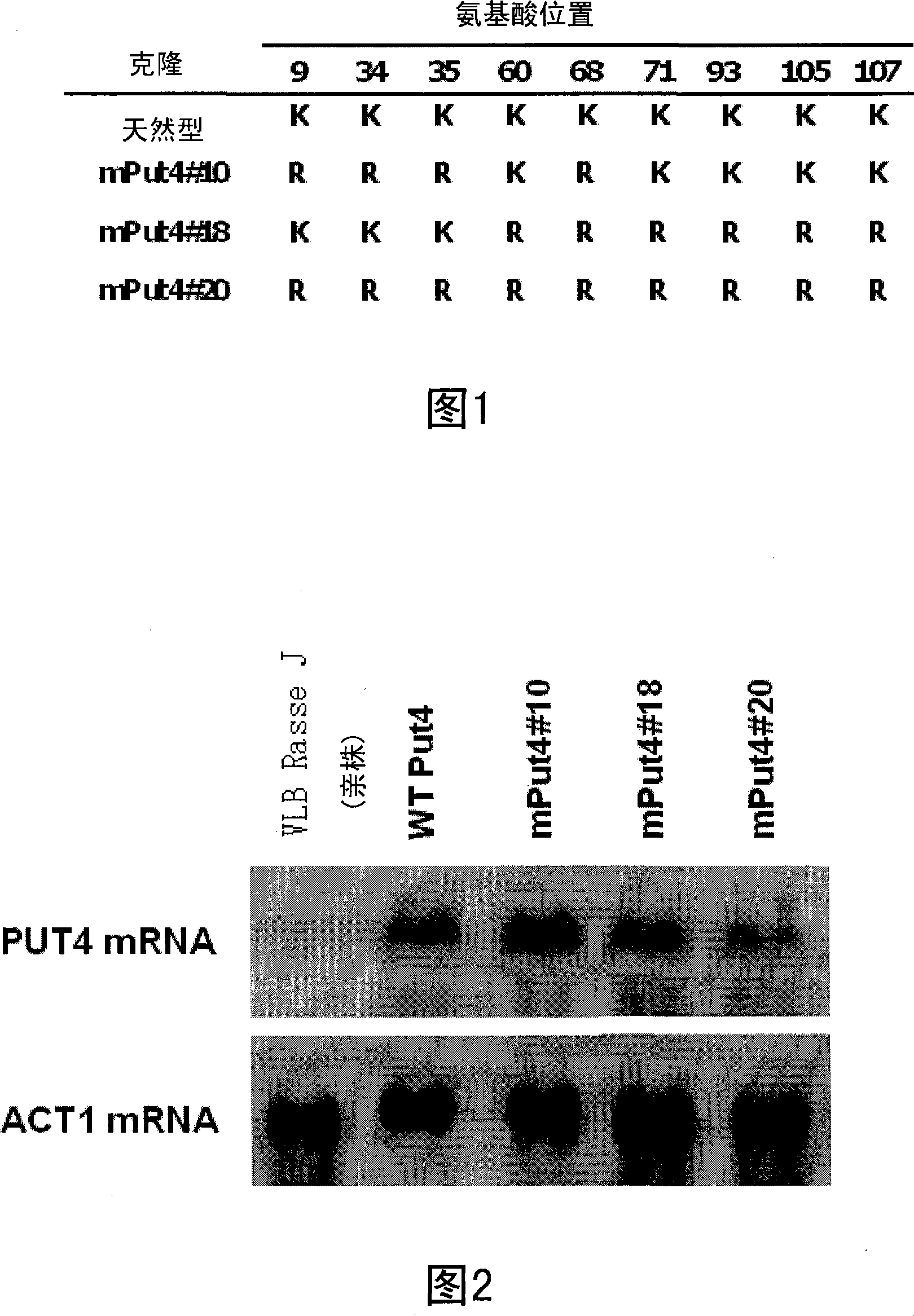 Stabilized proline transporter