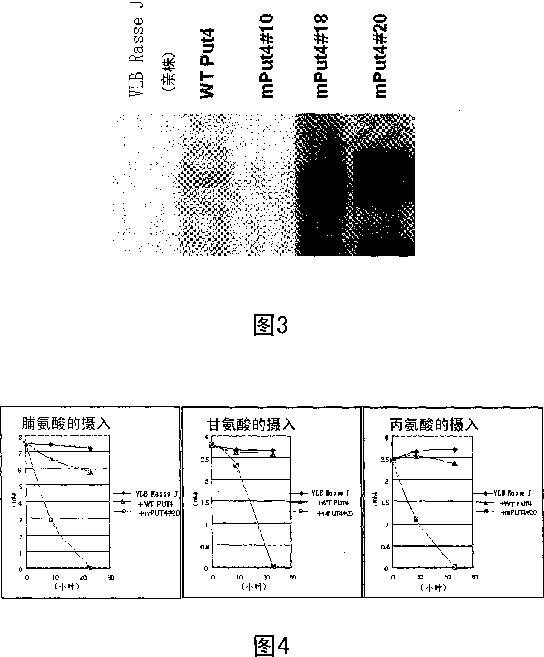 Stabilized proline transporter