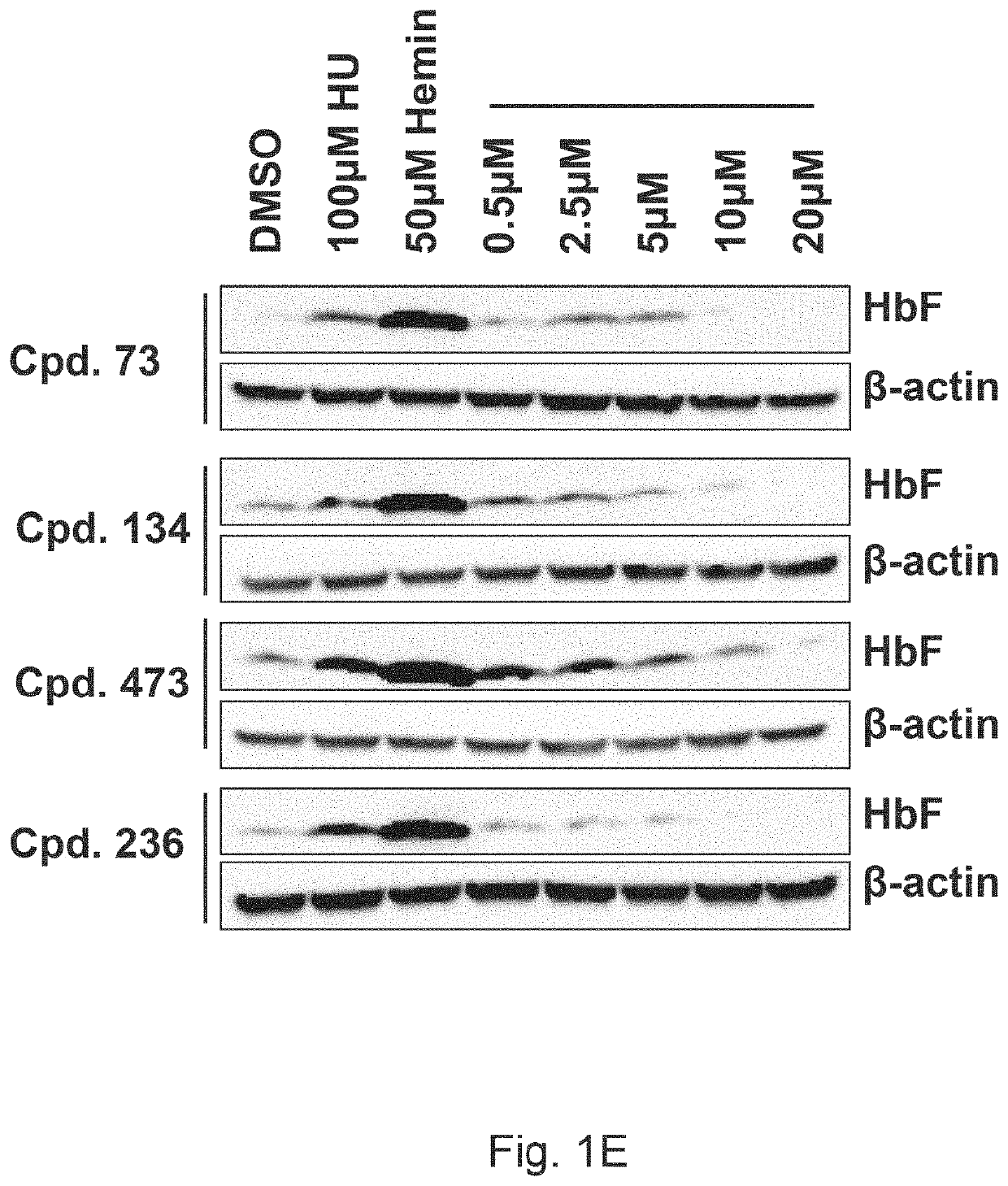 Substituted Fused Imidazole Derivatives and Methods of Treating Sickle Cell Disease and Related Complications