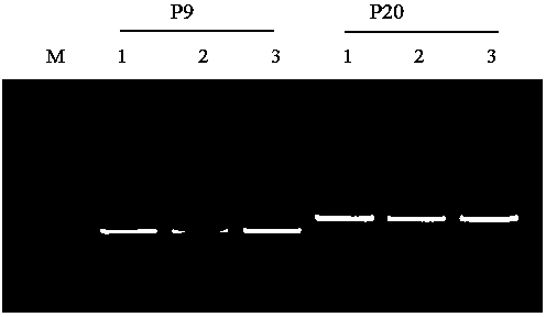 PIK3CA gene mutation detection kit