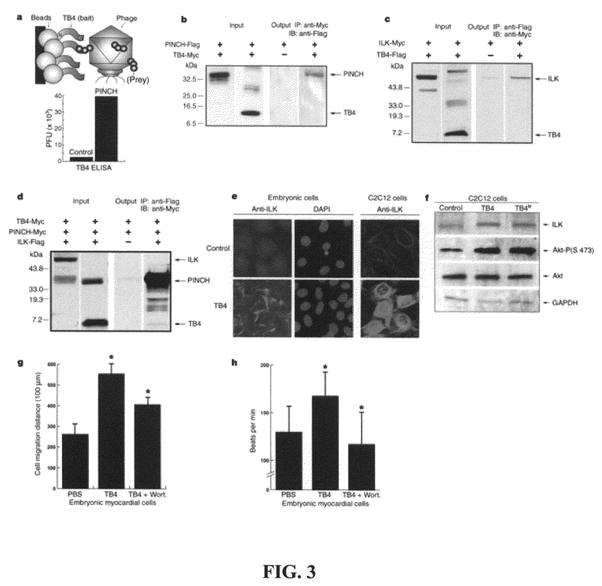 Screening of agents for activity against ischemic myocardial insults