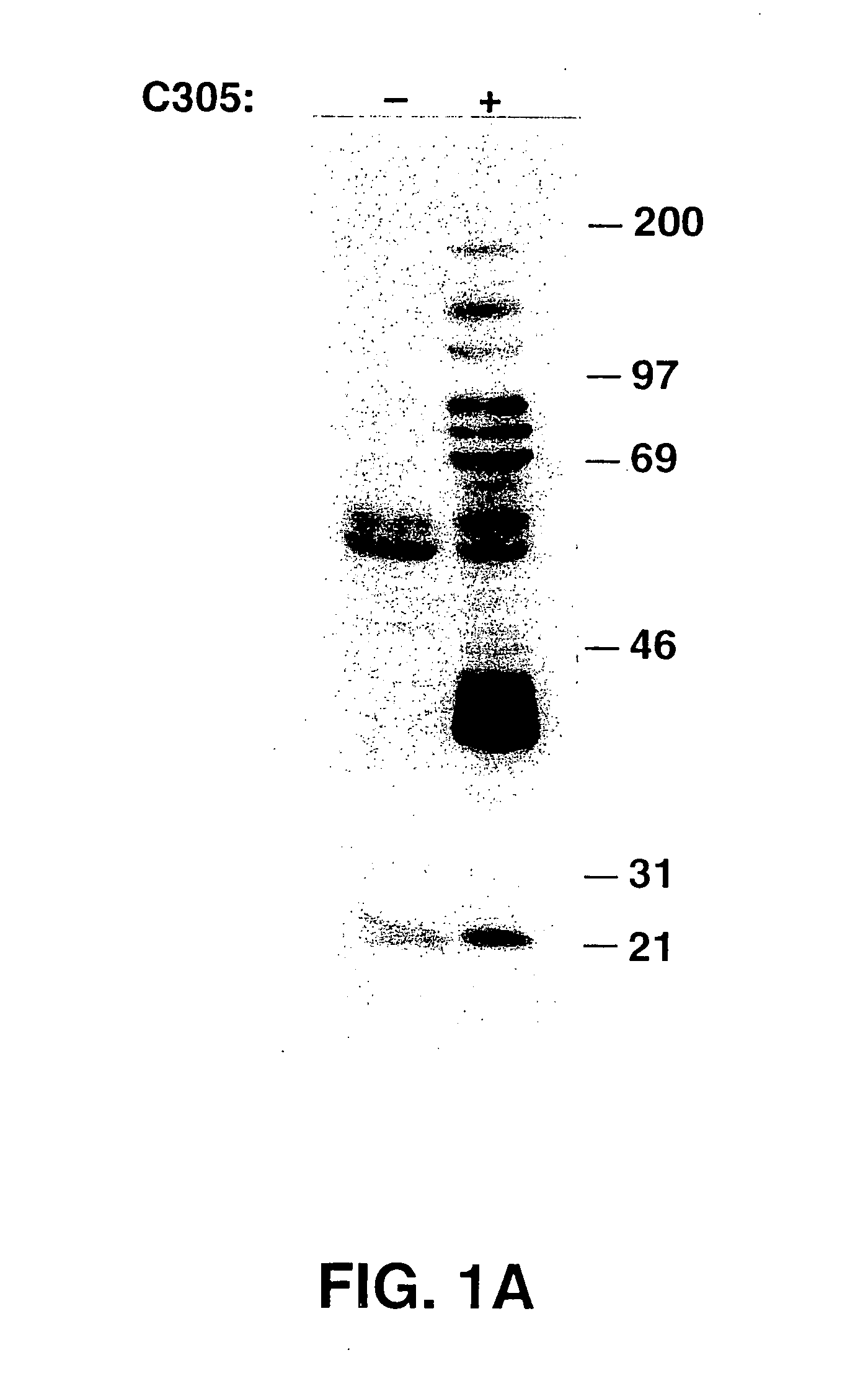 Protein tyrosine kinase substrate LAT and its use in the indentification of (ANT)agonists of the kinase