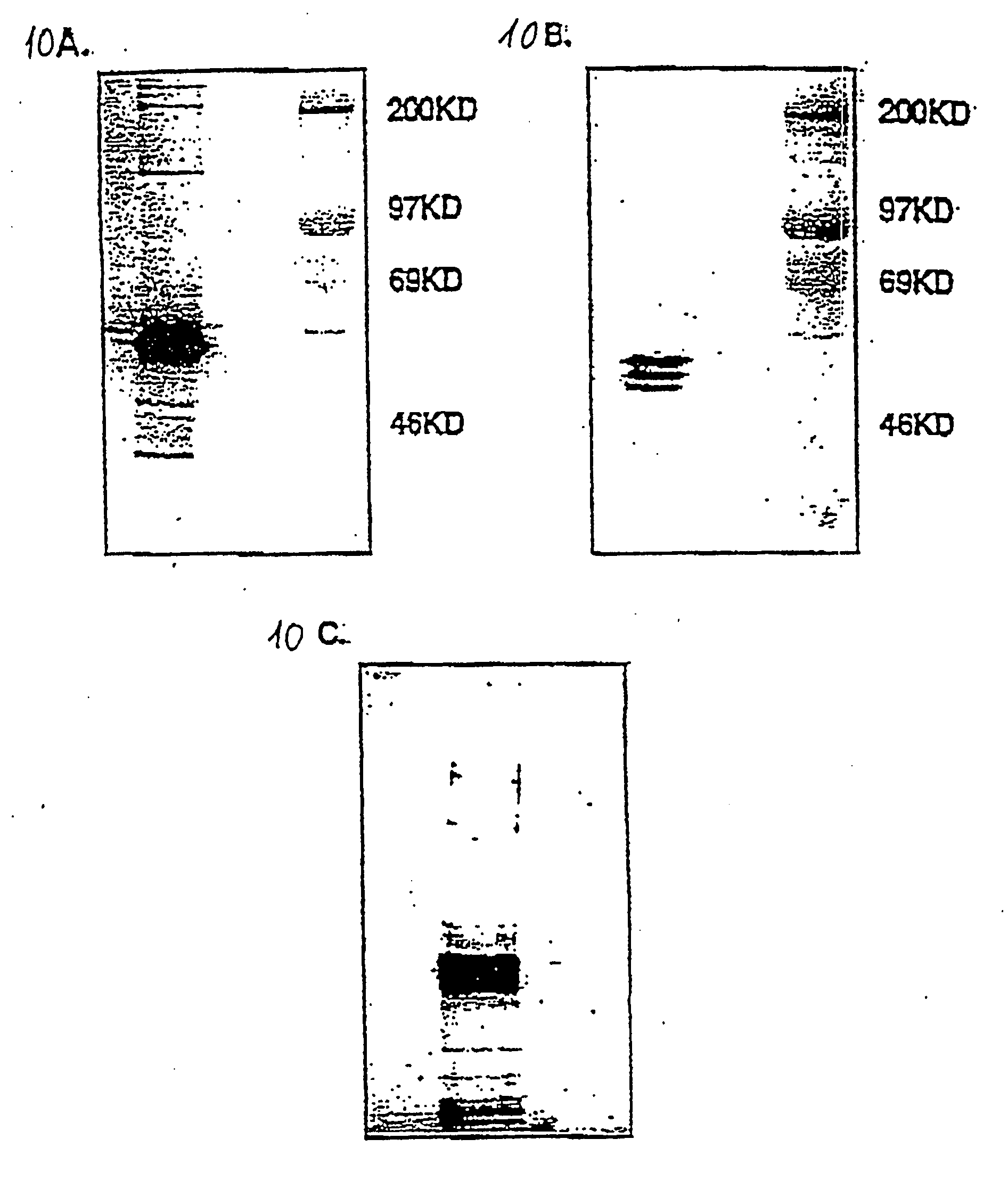 FcE-PE chimeric protein for targeted treatment of allergy responses a method for its production and pharmaceutical compositions containing the same