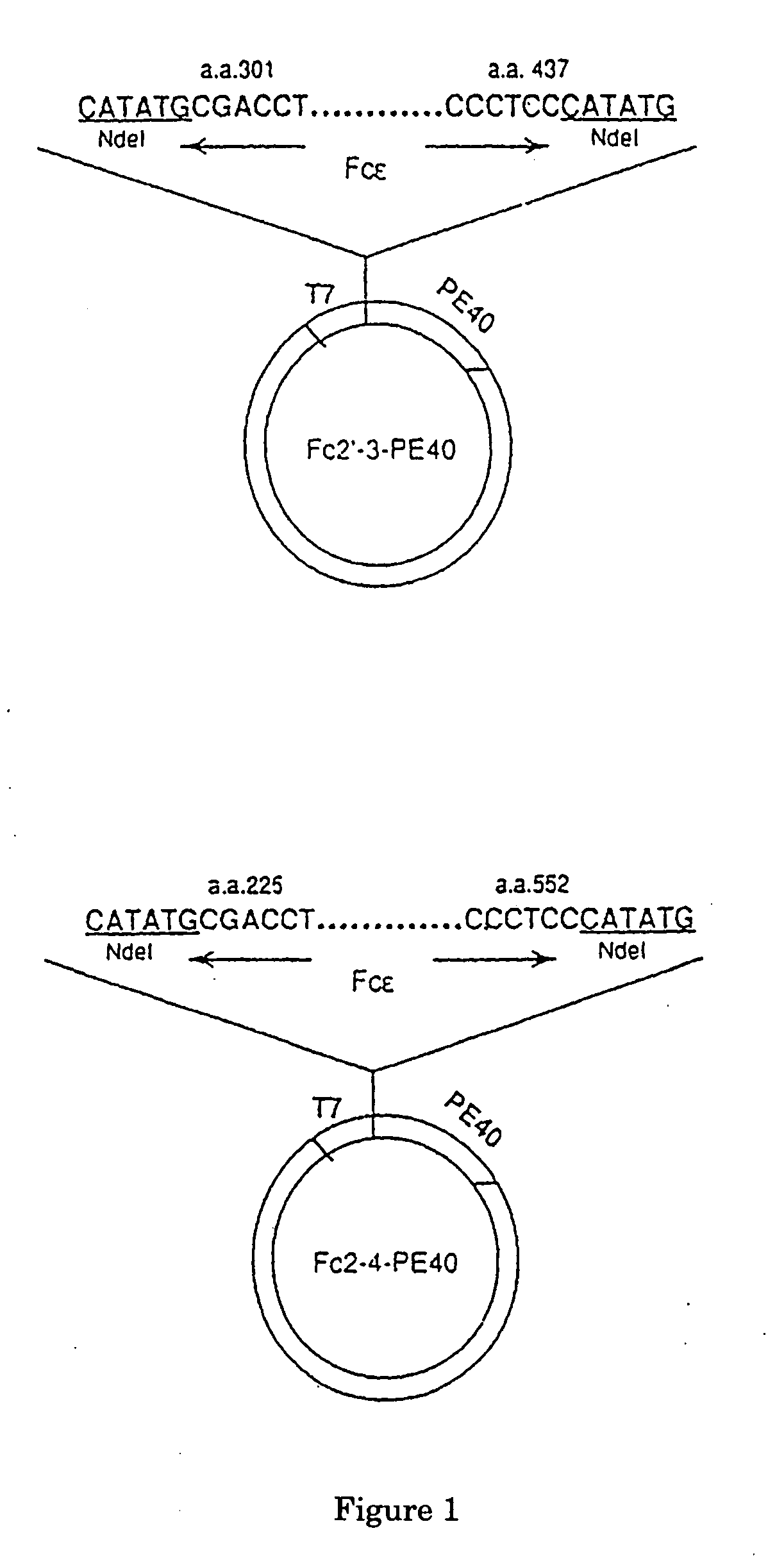 FcE-PE chimeric protein for targeted treatment of allergy responses a method for its production and pharmaceutical compositions containing the same