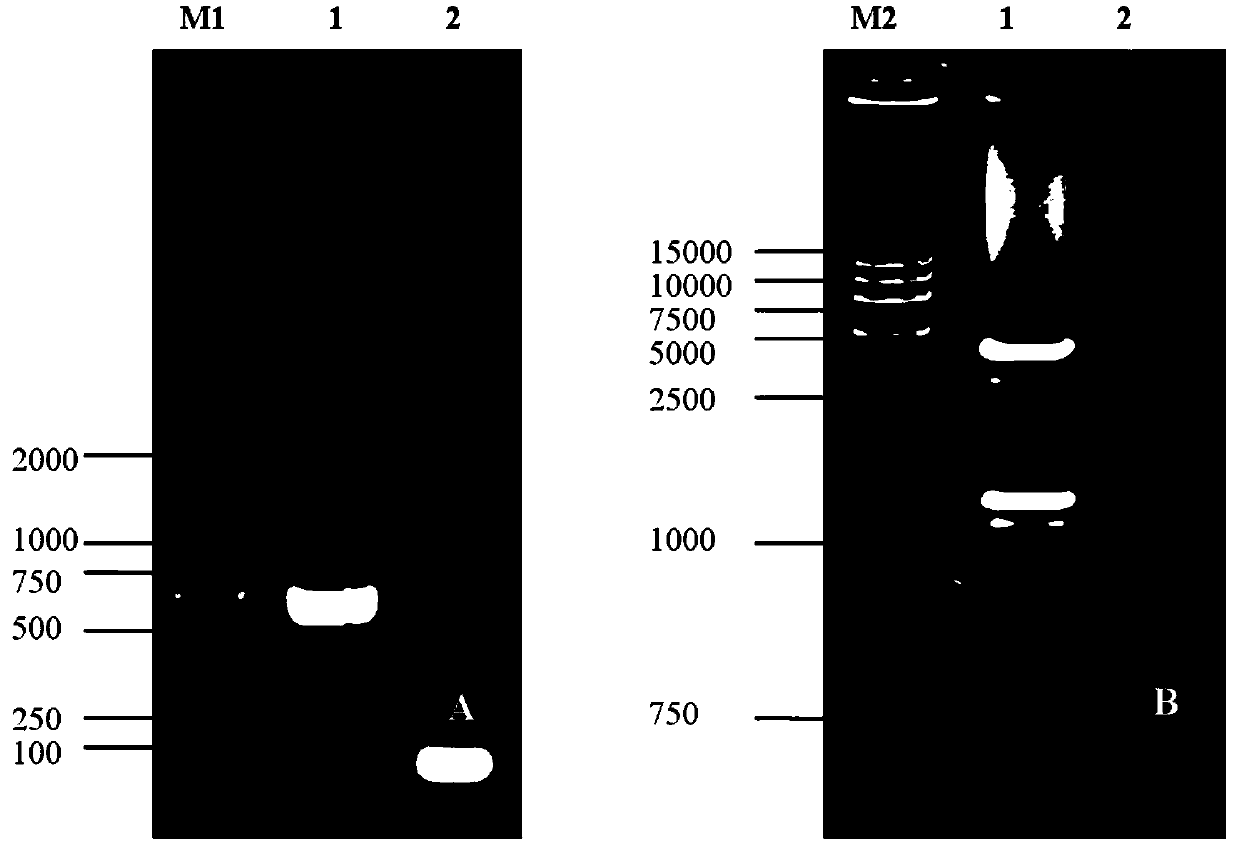 Porcine O-type foot-and-mouth disease virus recombinant baculovirus as well as preparation method and application thereof