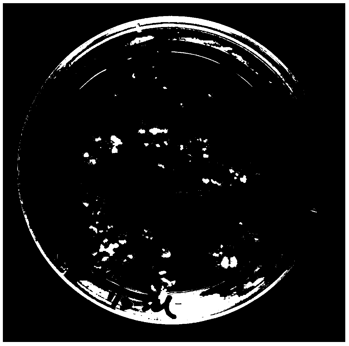 Method for guiding exogenous gene into cleistogamous indica rice by using PMI (phosphomannose isomerase) selection marker