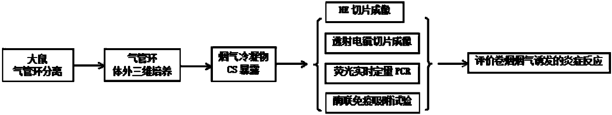 Method for establishing animal in-vitro tracheal model for evaluating inflammatory response induced by tobacco mainstream smoke and evaluation method