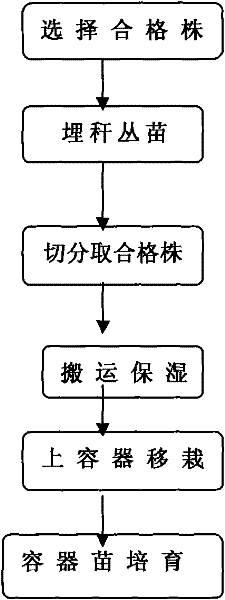 Method of cultivating nutrition pot seedling by tillering and transplanting large-scale sympodial bamboos