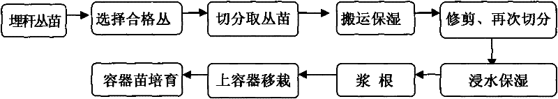 Method of cultivating nutrition pot seedling by tillering and transplanting large-scale sympodial bamboos