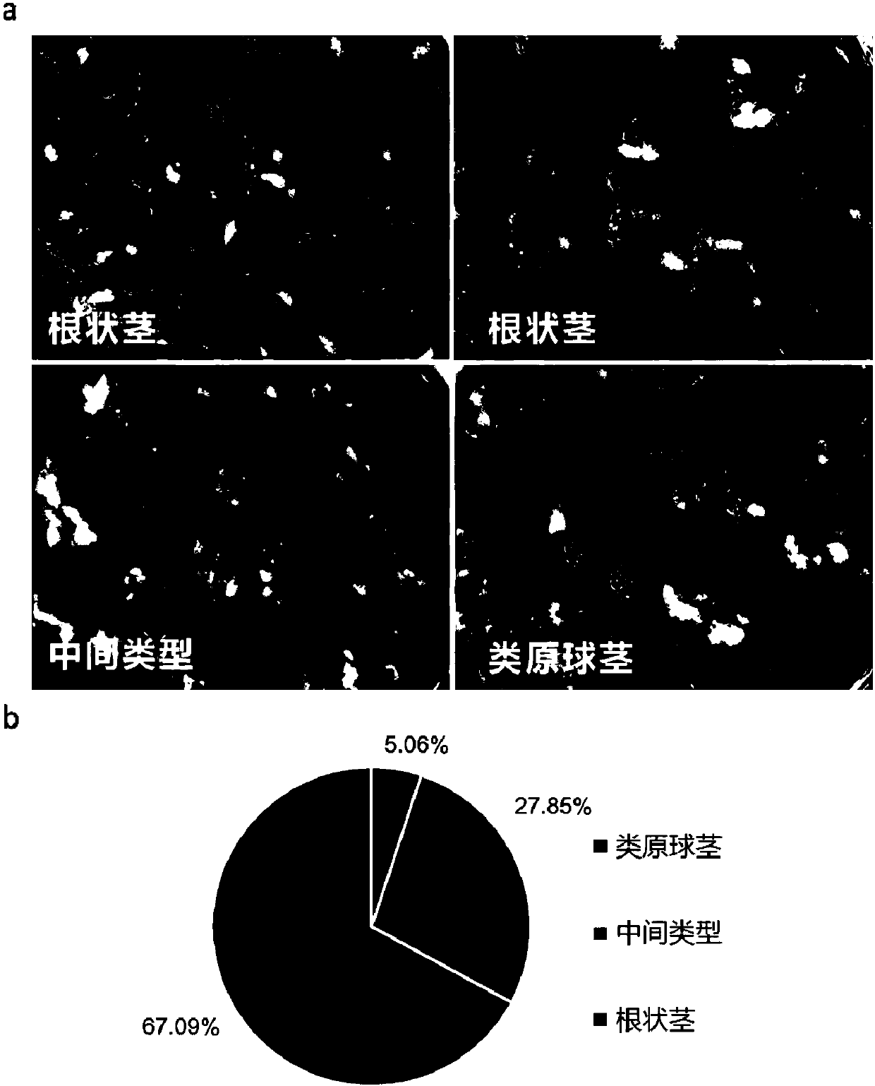 Method for creating easily-industrialized breeding Cymbidium sinense resources