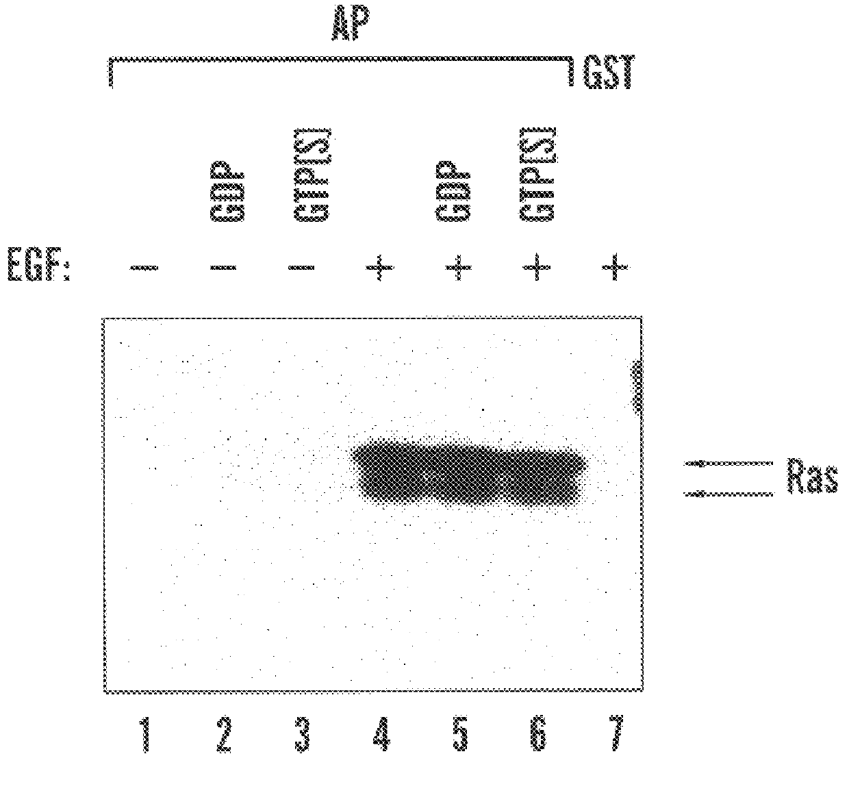 Activated ras interaction assay