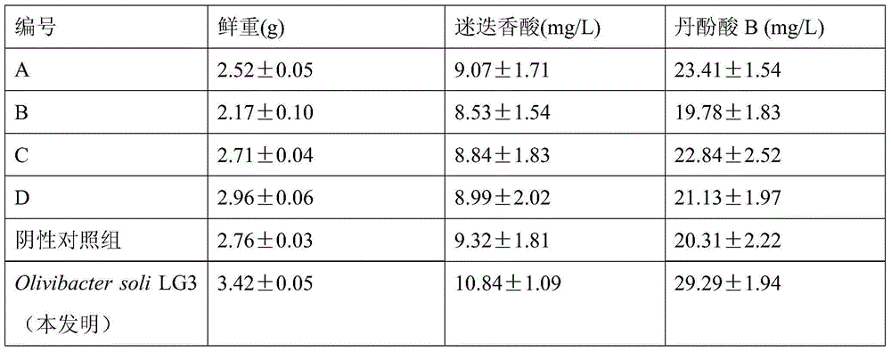 Endophyte having salvia miltiorrhiza hairy root phenolic acid accumulation inducing effect, and uses thereof