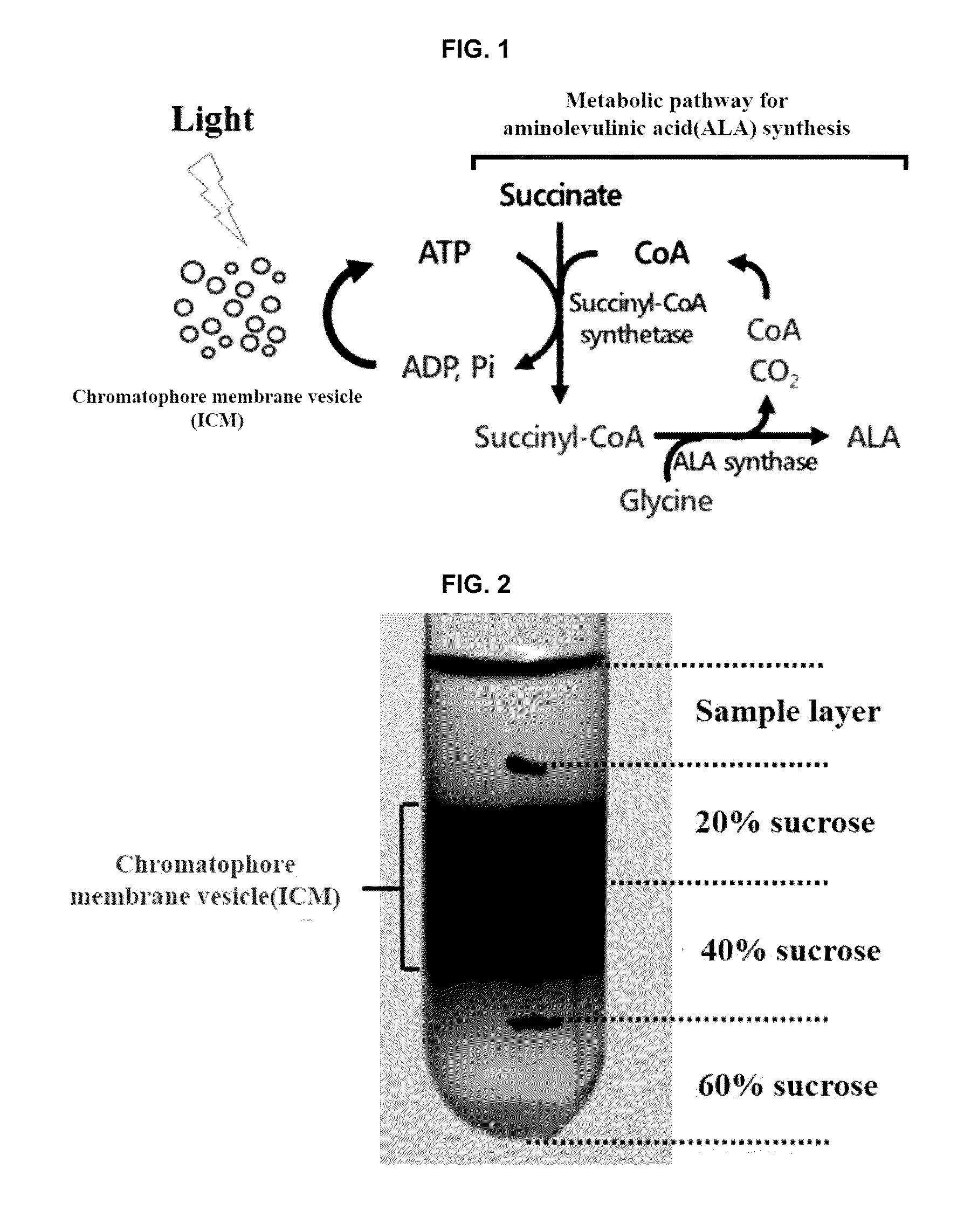 Continuous production method for 5-aminolevulinic acid by using photosynthetic membrane vesicle