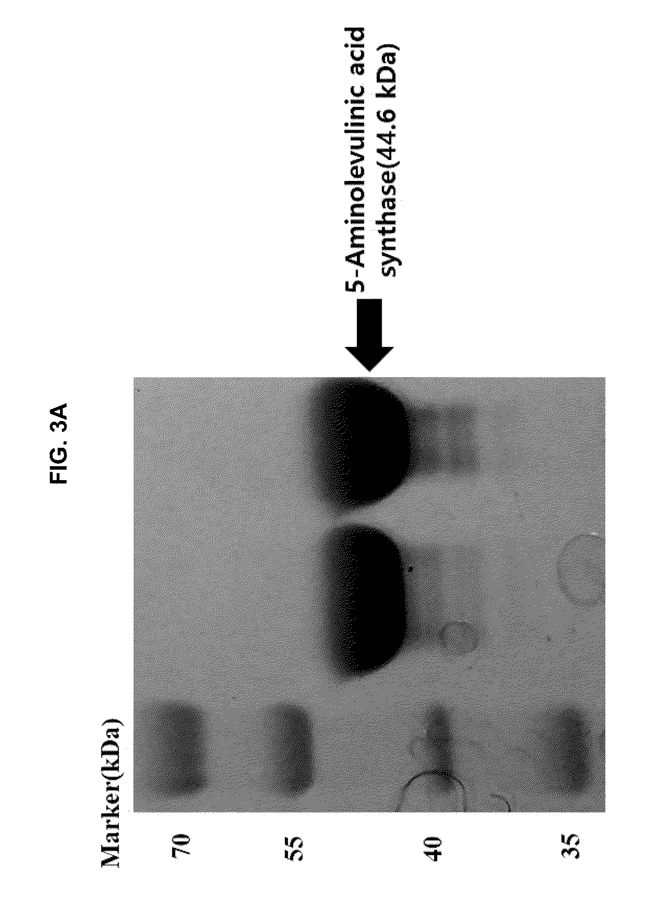 Continuous production method for 5-aminolevulinic acid by using photosynthetic membrane vesicle