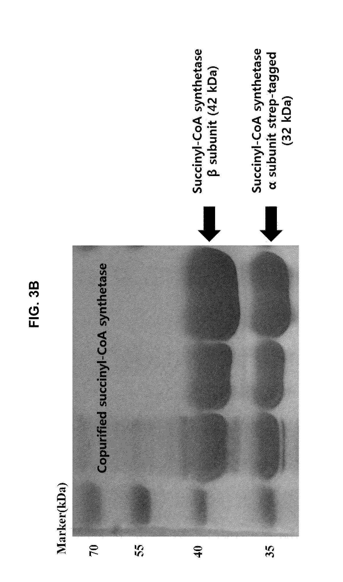 Continuous production method for 5-aminolevulinic acid by using photosynthetic membrane vesicle