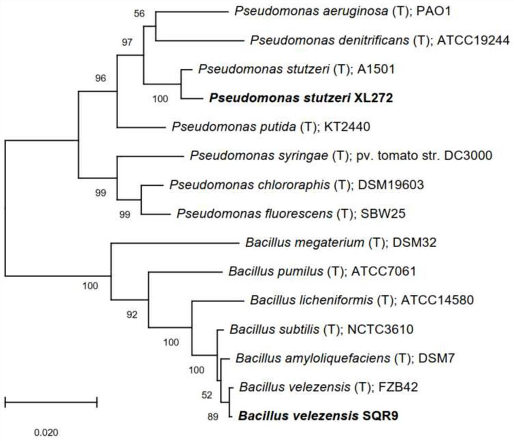 Development and application of co-colonization type multifunctional complex microbial inoculant based on plant rhizosphere biofilm