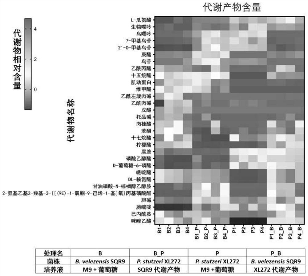 Development and application of co-colonization type multifunctional complex microbial inoculant based on plant rhizosphere biofilm