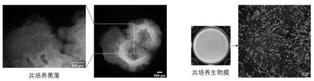 Development and application of co-colonization type multifunctional complex microbial inoculant based on plant rhizosphere biofilm