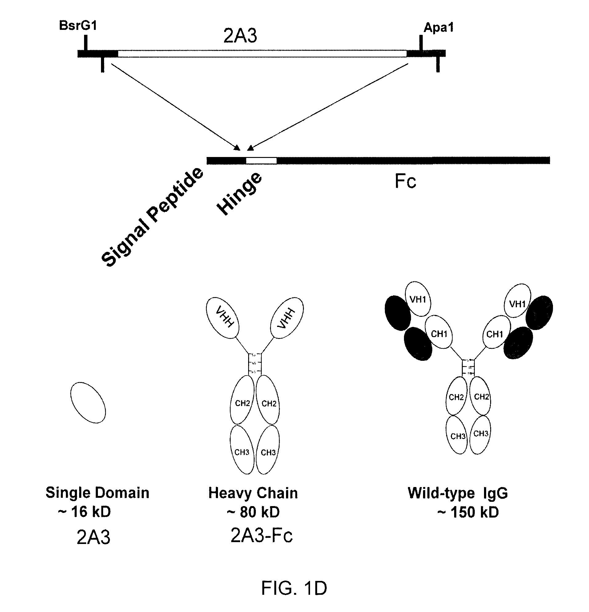 Anti-CEACAM6 antibodies and uses thereof