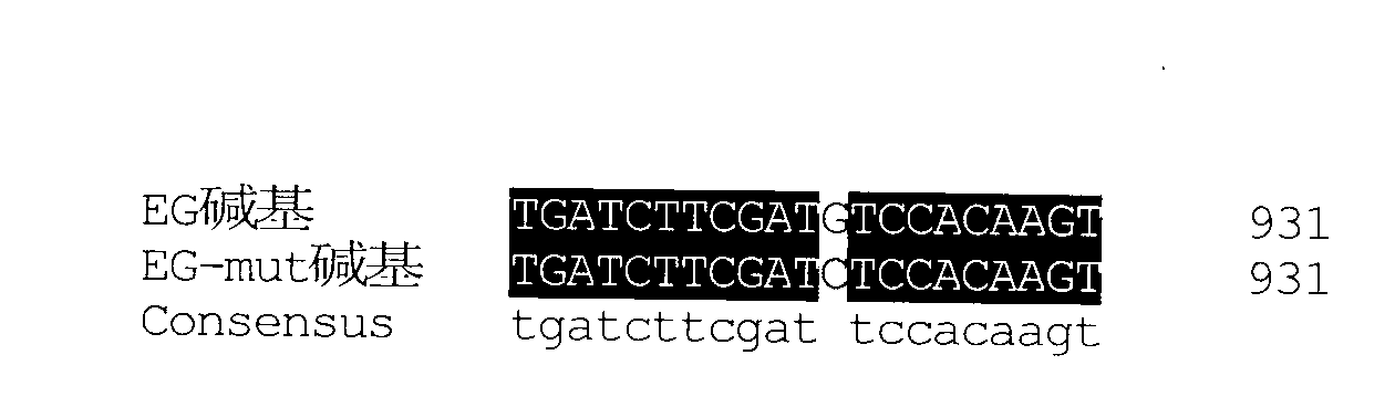 Positioning mutant gene of Trichoderma viride endoglucanase and application thereof