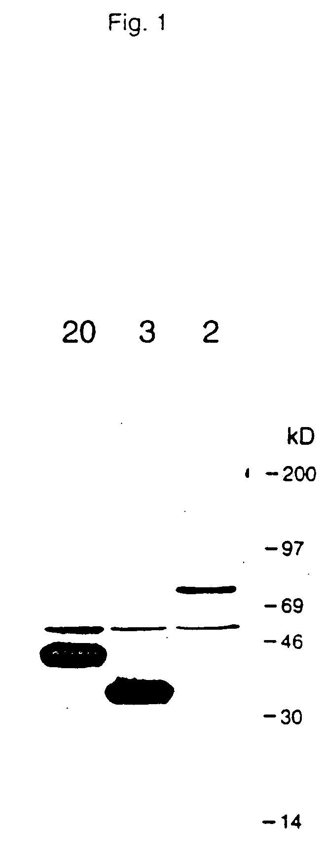 Novel TNF receptor death domain ligand proteins and inhibitors of ligand binding