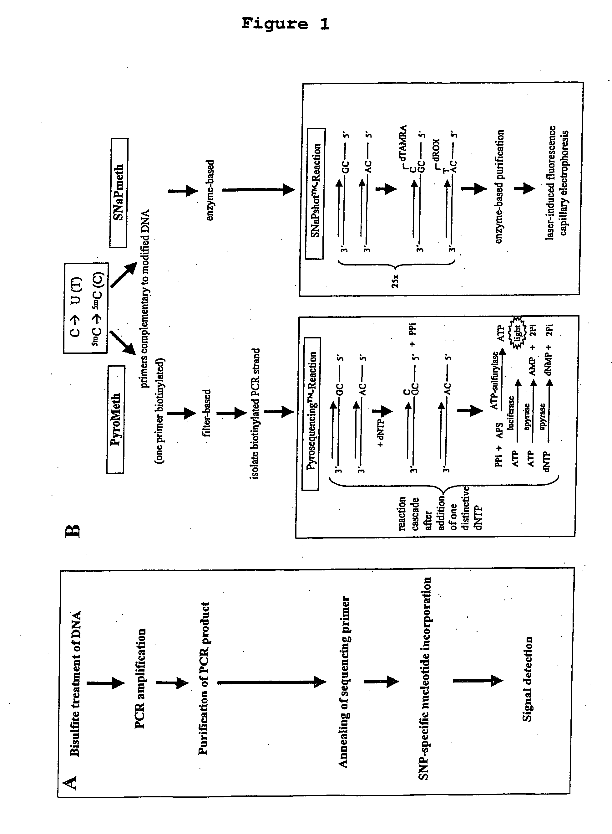 Method of detecting epigenetic biomarkers by quantitative methyISNP analysis