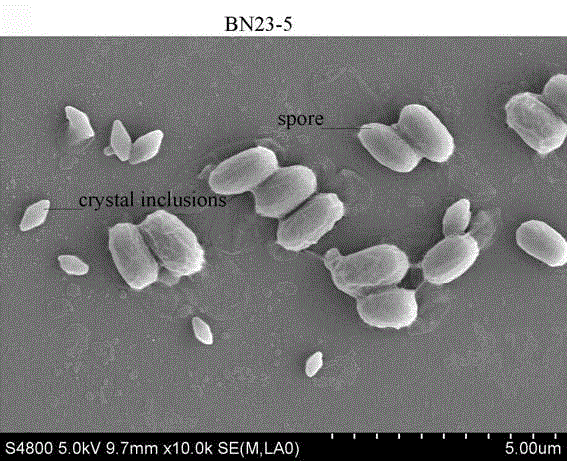 New strain of bacillus thuringiensis and application thereof