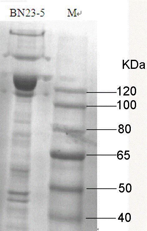 New strain of bacillus thuringiensis and application thereof