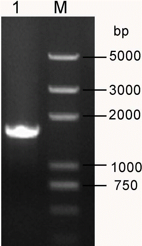 New strain of bacillus thuringiensis and application thereof