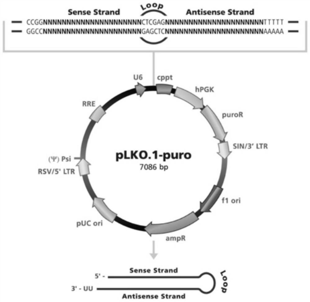 Bladder cancer biomarker tjp1 and its application