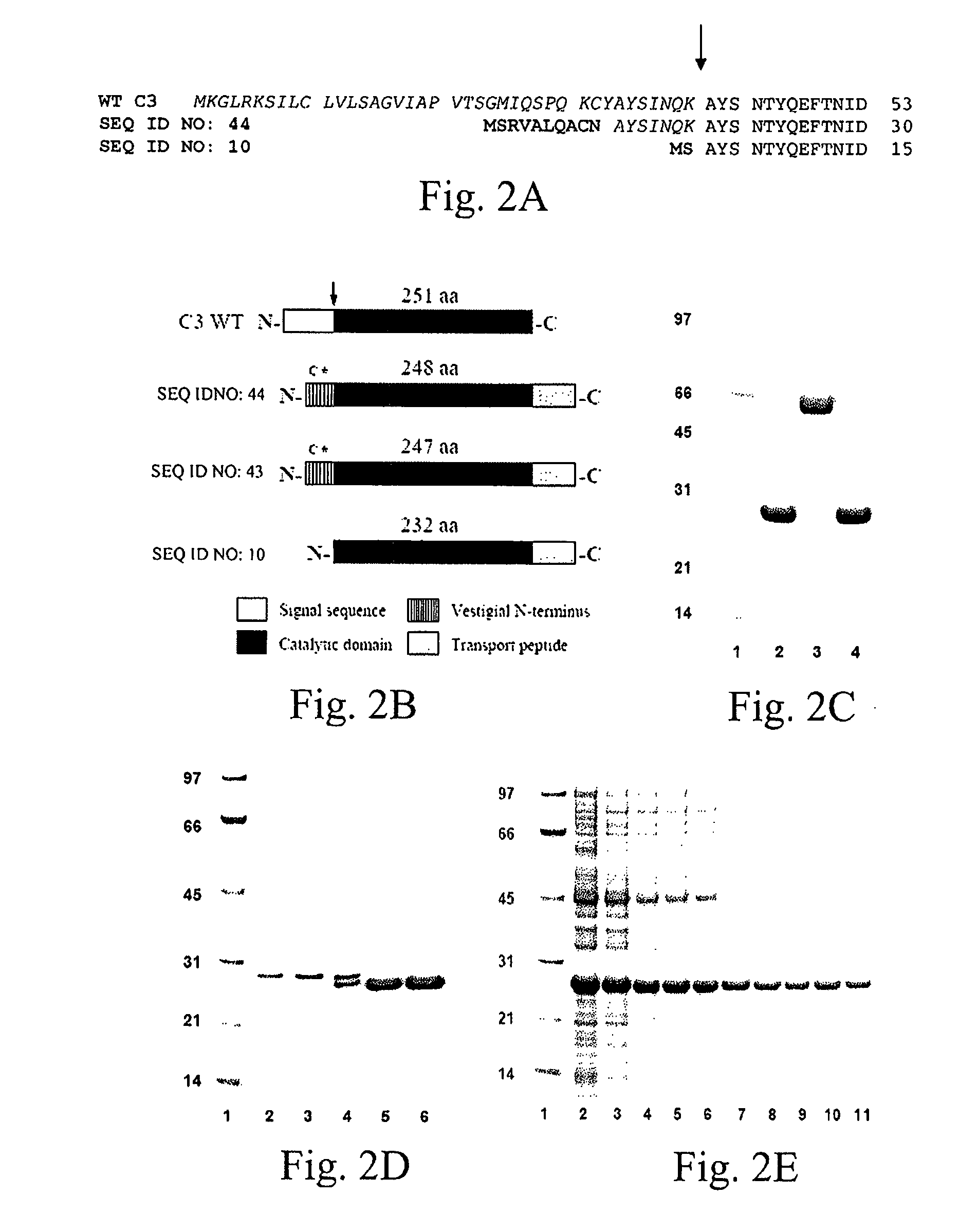 ADP-ribosyl transferase fusion variant proteins